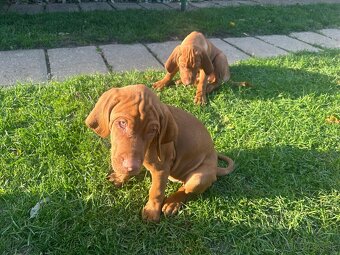 Maďarská vyžla - 13