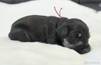 Bradáč malý čiernostrieborný s PP - 13