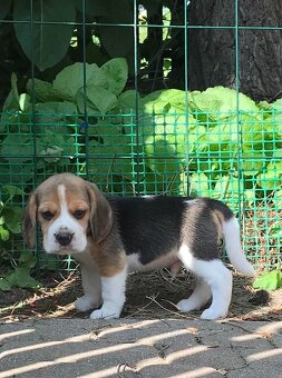 Beagle Bigel Bigl s PP FCI - 13