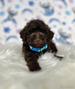 Pudel toy / Pudlík toy - CHOCOLATE psíček - 13