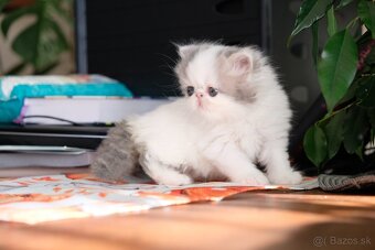 Exotické / perzské mačiatka s PP - 13