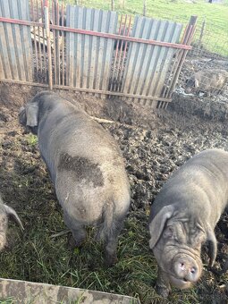 Predám prasa - 13