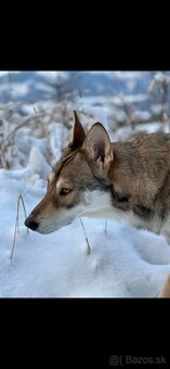 Saarloosov vlčiak - 13