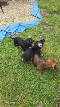 Jazvecik kratkosrsti. - 13