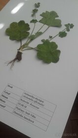 Herbár rastlín - 13