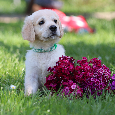 Zlatý retriever/ Golden retriever - 13