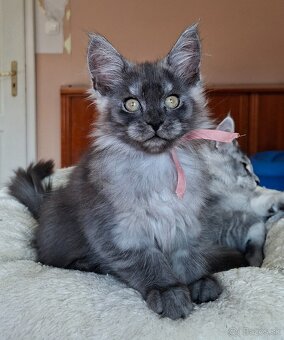 Maine coon,  mainská mývalia s PP - 13