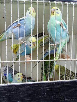 Vystavne andulky,duhove andulky - 13