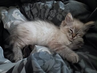 Kocúr ragdoll na krytie - 13