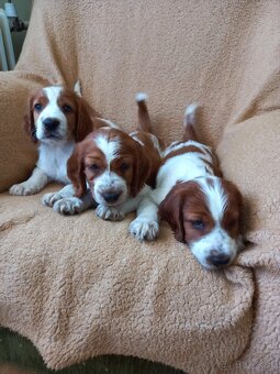 Welsh springerspaniel - 13