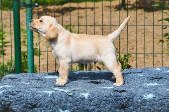 Labrador steniatka s PP - 13