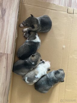 Západosibírska Lajka - 13