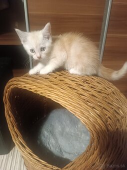 Mainska Myvalia - 13