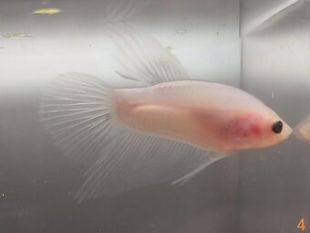 Bojovnica, betta, samec - 13
