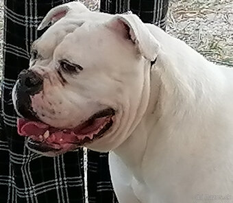 Americký bulldog - 13