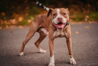 Americky pitbull terier - 13