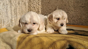 Maltipoo - 13