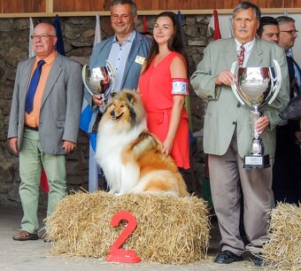 Kólia dlhosrstá - šteniatka s PP, rodokmeňom - 13