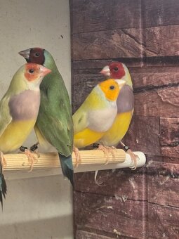 Amadina Gouldova - drobotina - 13