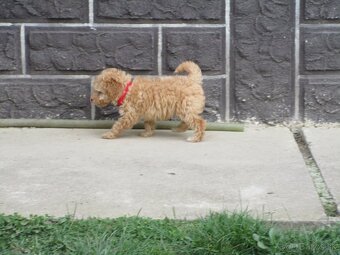 Pudel toy apricot white - 13