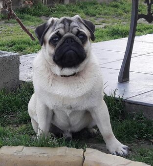 Mops šteniatka s PP - 13