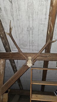 Predám trofeje - 13