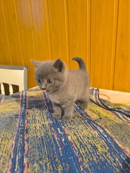 Britská modrá mačička - 13