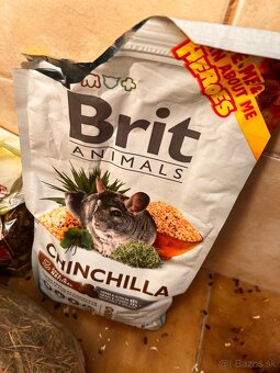 Predám Činčilu REZEROVANÉ VŠETKY - 13