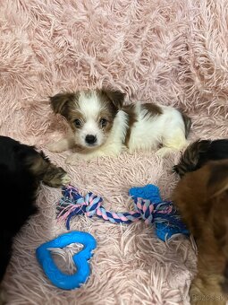 Yorkshirsky termín - 13