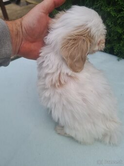 Maltipoo - 13