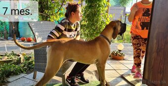 Nemecká doga krytie - 13