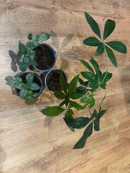 Terárium s chameleónom - 13