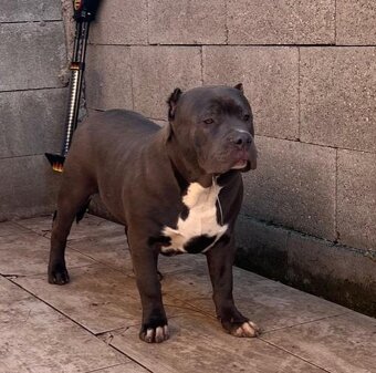 American Bully - 13