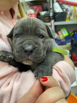 Cane Corso šteniatka - 13