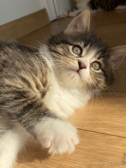 mačiatka Maine Coon/Nórska lesná + veľký domáci kocúr - 13