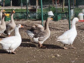 Tulúzska hus , Slovenská biela hus - 13