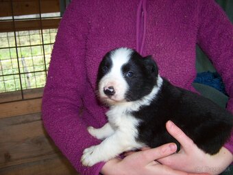 Border kolia čistokrvne šteniatka - 13