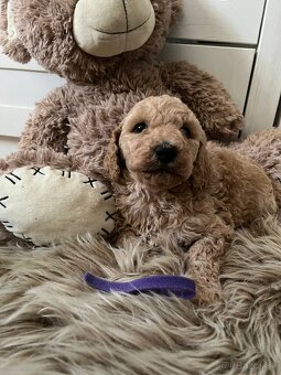 Goldendoodle F2 - 13