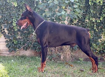 Doberman chovný pes - na krytie - 13