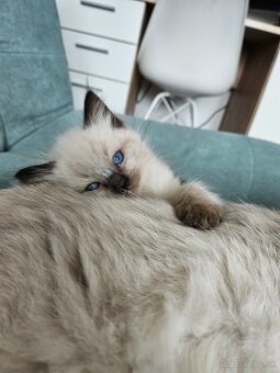 Ragdoll mačiatka - 13