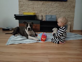 Šteniatka Americký stafordšírský teriér, staford, staffy - 13