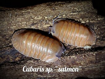 ❤️Exotické isopody - 13