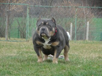 American bully - 13