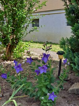 Predaj domu Nitrianske Hrnčiarovce - 13