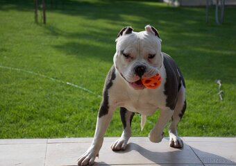 Šteniatká Amerického staffordshire teriéra - Blue - 13