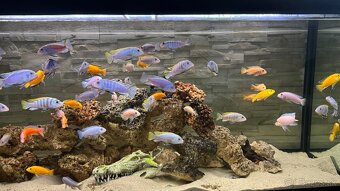 Africke cichlidy - 13