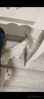 Maltezák fenka - 13