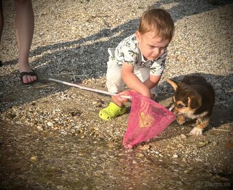 Welsh Corgi Pembroke - 13