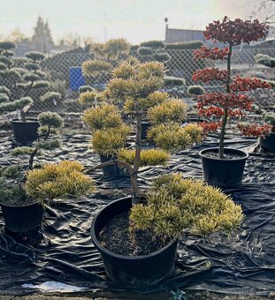 Záhrady v Japonskom štýle - 13