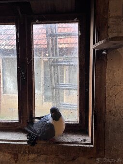 Holuby na predaj - 13